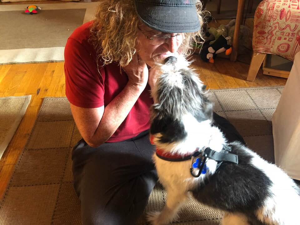 dog walking in Kensington and Windsor terrace